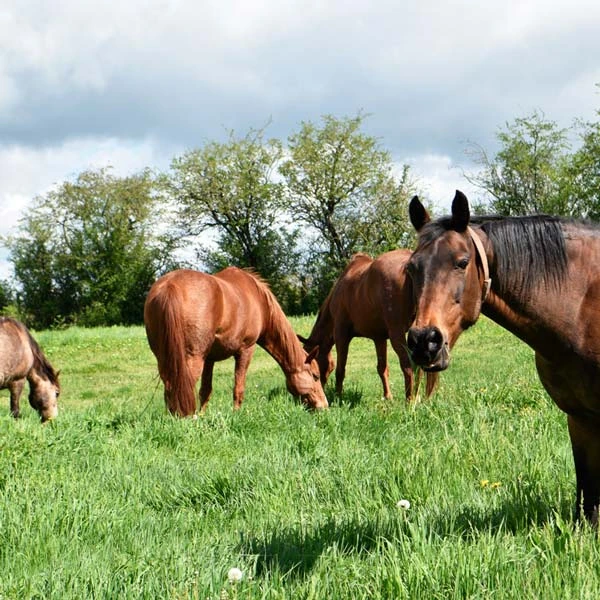 Pension pour chevaux à Broût-Vernet, Allier